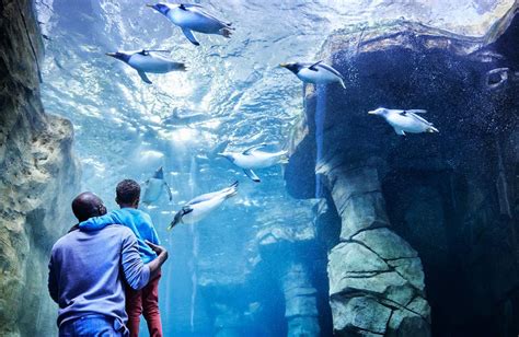 The living planet aquarium - The Living Planet Aquarium is a tax-exempt 501(c)(3) non-profit organization, dedicated to inspiring people to explore, discover and learn about Earth’s diverse ecosystems. About Us Organization
